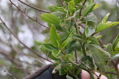 Ceanothus cyaneus