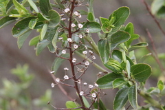 Ceanothus cyaneus
