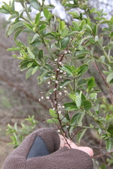 Ceanothus cyaneus