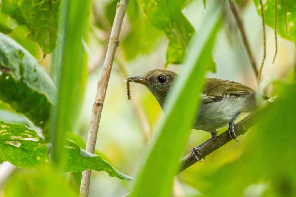Green-backed Whistler (Pachycephala albiventris) photo