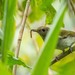 Green-backed Whistler - Photo (c) kdon, some rights reserved (CC BY-NC)