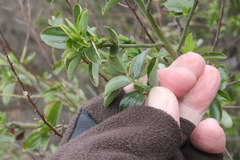 Ceanothus cyaneus