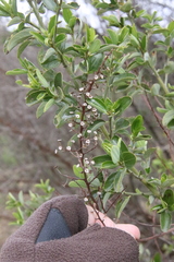 Ceanothus cyaneus