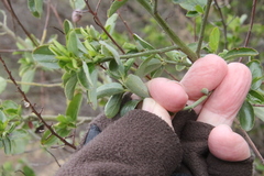 Ceanothus cyaneus