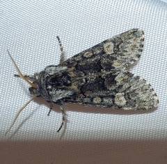 Psaphida thaxterianus