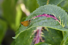 Choranthus vitellius