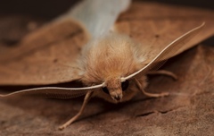 Descoreba simplex