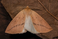 Descoreba simplex