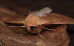 Descoreba simplex