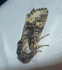 Psaphida thaxterianus