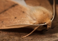 Descoreba simplex