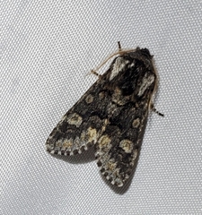 Psaphida thaxterianus