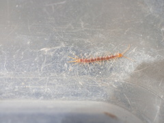 Pokabius disantus