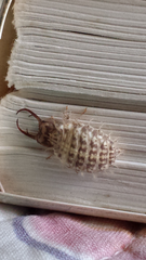 Nymphidae