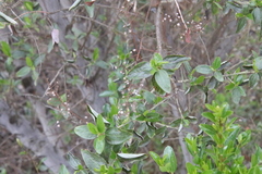 Ceanothus cyaneus