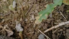 Puccinia lagenophorae image