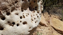 Anthophora pueblo