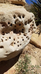 Anthophora pueblo