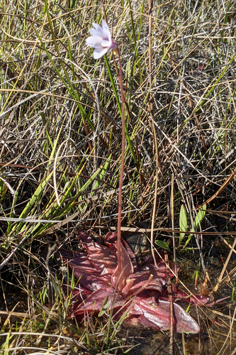 Pinguicula planifolia