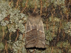 Eupsilia devia