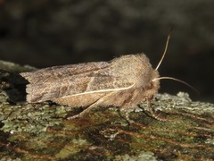 Eupsilia devia
