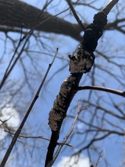 Trichothecium roseum