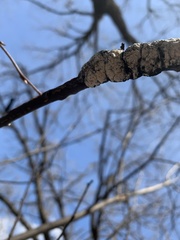 Trichothecium roseum