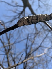 Trichothecium roseum