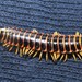 Northern Appalachian Cherry Millipede - Photo (c) Joe Girgente, some rights reserved (CC BY-NC), uploaded by Joe Girgente