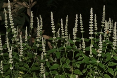Agastache wrightii