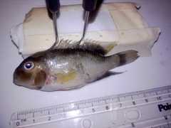 Neetroplus nematopus