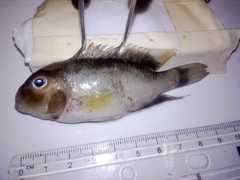 Neetroplus nematopus