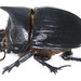 Sovereign Large Dung Beetle - Photo (c) Udo Schmidt, some rights reserved (CC BY-SA)