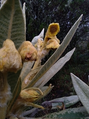 Espeletia hartwegiana