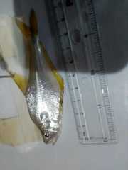 Bairdiella