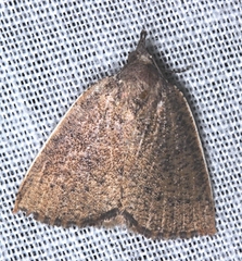 Authaemon stenonipha