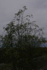 Varronia revoluta