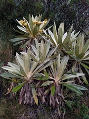 Espeletia hartwegiana