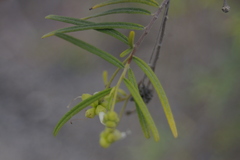 Varronia revoluta