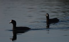 Fulica americana