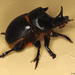 Escarabajos Rodacaca Y Parientes - Photo (c) gbohne, algunos derechos reservados (CC BY-SA)