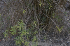 Varronia revoluta