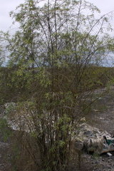 Varronia revoluta