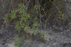 Varronia revoluta
