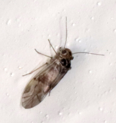 Peripsocus