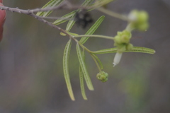Varronia revoluta