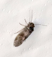 Peripsocus