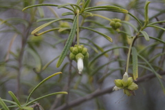 Varronia revoluta