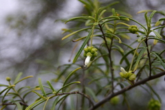 Varronia revoluta