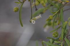 Varronia revoluta